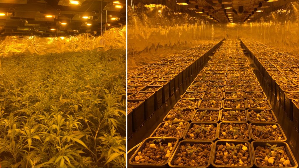 5500 plants de cannabis et 60.050€ de marijuana saisis