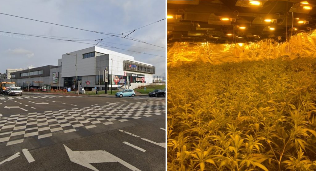 Destruction de 100 kilos de cannabis à Haeren